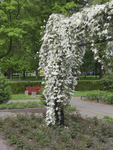 906932 Afbeelding van de pergola met een bloeiende clematis in het rosarium in het Majellapark te Utrecht.